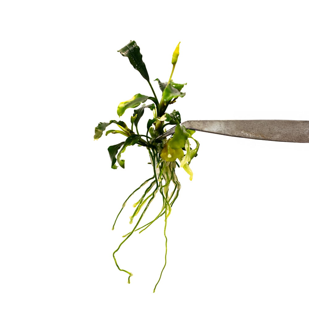 Wavy green.jpg